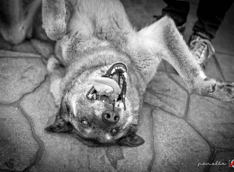 Fotógrafa de mascotas en Asturias, Penella Fotografía, fotógrafa a domicilio.