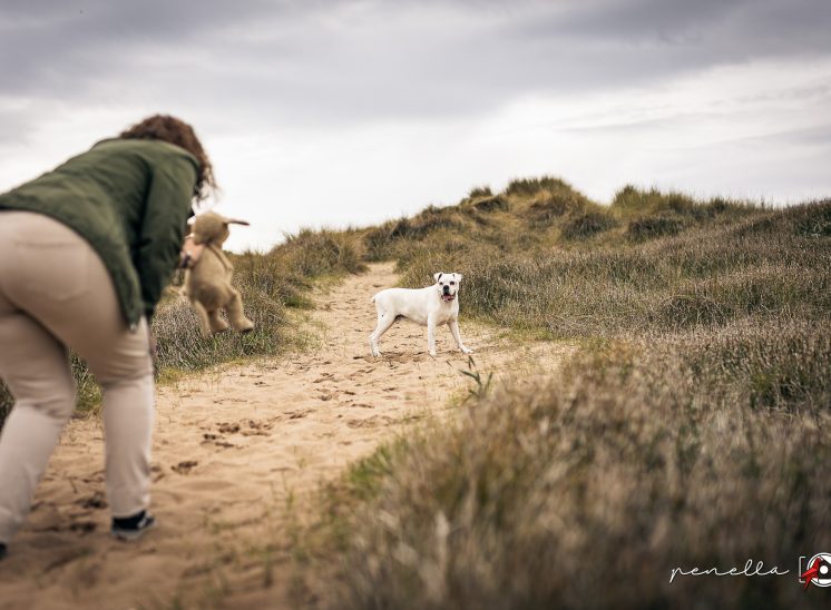 foto de perro boxer jugando en la playa en Asturias de la fotógrafa de mascotas Penella Fotografía