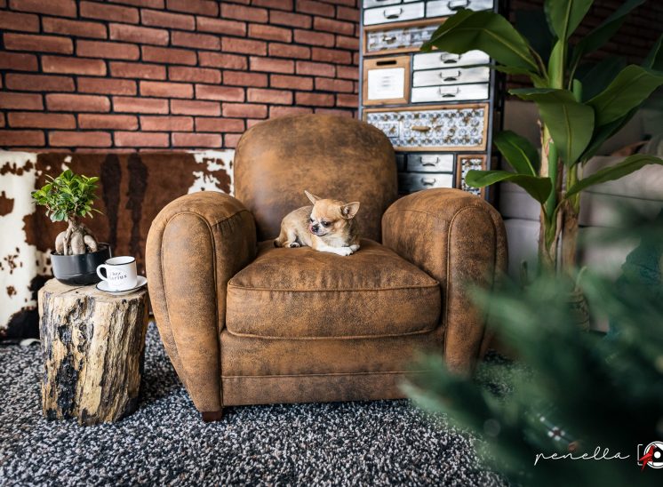 sesión de mascota en invierno a domicilio en Asturias de la fotógrafa Leticia M. Penella